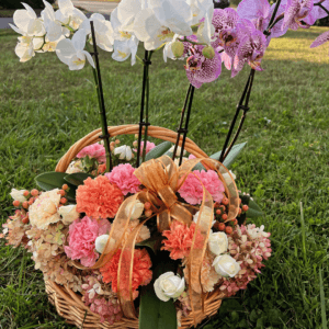 Melodies of Orchids